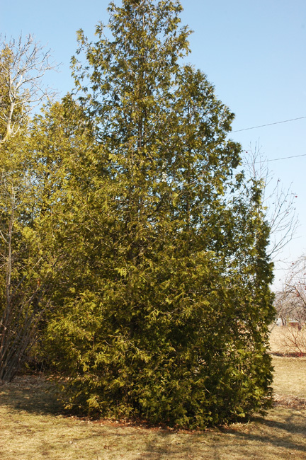 A mature tree growing in dry soils.